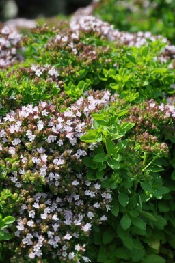 Origanum vulgare 'Compactum' Oregano, kungsmynta 5-10 i kruka P9