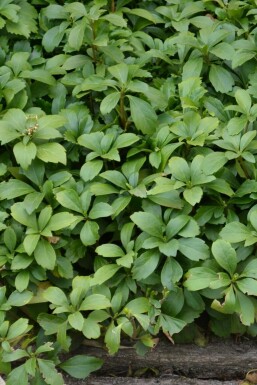 Pachysandra terminalis Skugg-gröna 5-10 i kruka P9