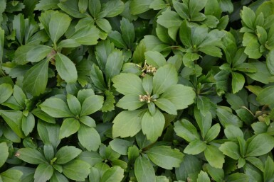 Pachysandra terminalis Skugg-gröna 5-10 i kruka P9