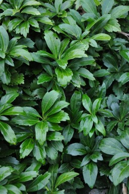 Pachysandra terminalis 'Green Carpet' Skugg-gröna 5-10 i kruka P9