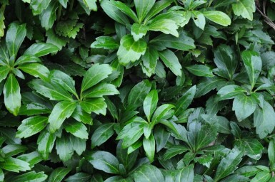 Pachysandra terminalis 'Green Carpet' Skugg-gröna 5-10 i kruka P9