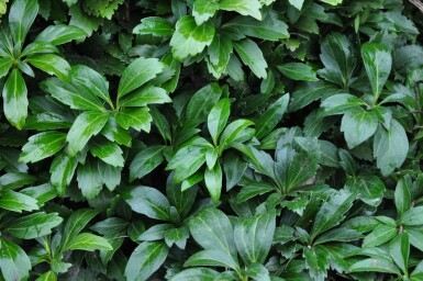 Pachysandra terminalis 'Green Carpet' Skugg-gröna 5-10 i kruka P9