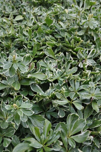 Pachysandra terminalis 'Variegata'