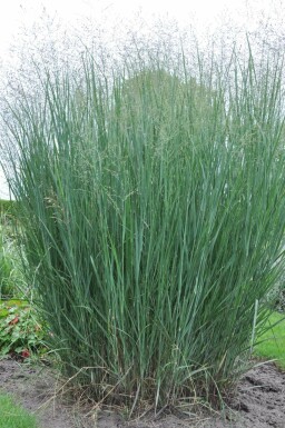 Panicum virgatum 'Heavy Metal' Jungfruhirs 5-10 i kruka P9