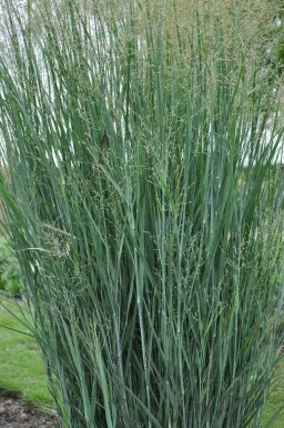 Panicum virgatum 'Heavy Metal' Jungfruhirs 5-10 i kruka P9