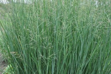 Panicum virgatum 'Heavy Metal' Jungfruhirs 5-10 i kruka P9