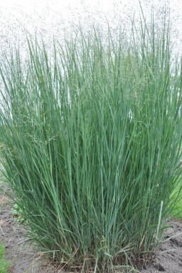 Panicum virgatum 'Heavy Metal' Jungfruhirs 5-10 i kruka P9