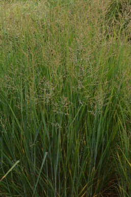 Panicum virgatum 'Prairy Sky' Jungfruhirs 5-10 i kruka P9