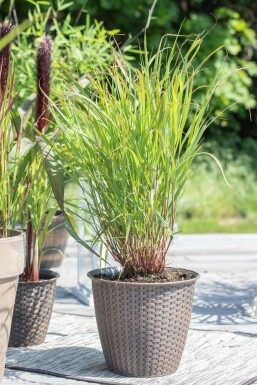 Panicum virgatum 'Rehbraun' Jungfruhirs 5-10 i kruka P9