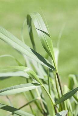 Panicum virgatum 'Squaw' Jungfruhirs 5-10 i kruka P9