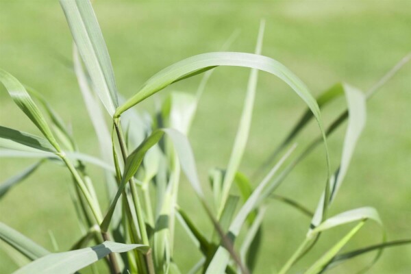 Panicum virgatum 'Squaw'