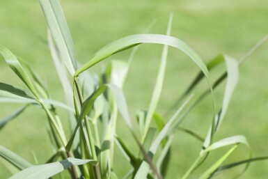 Panicum virgatum 'Squaw' Jungfruhirs 5-10 i kruka P9