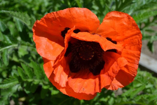 Papaver orientale 'Allegro'