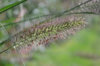 Pennisetum alopecuroides