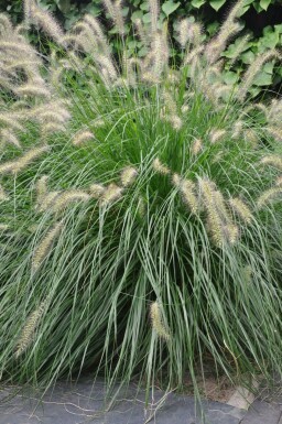 Pennisetum alopecuroides 'Hameln' Lampborstgräs 5-10 i kruka P9