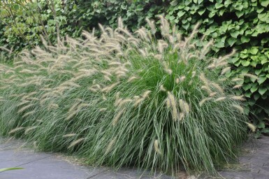 Pennisetum alopecuroides 'Hameln' Lampborstgräs 5-10 i kruka P9