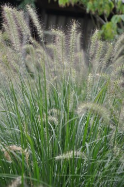 Pennisetum alopecuroides 'Hameln' Lampborstgräs 5-10 i kruka P9