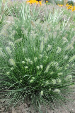 Pennisetum alopecuroides 'Little Bunny' Lampborstgräs 5-10 i kruka P9