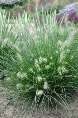 Pennisetum alopecuroides 'Little Bunny' Lampborstgräs 5-10 i kruka P9