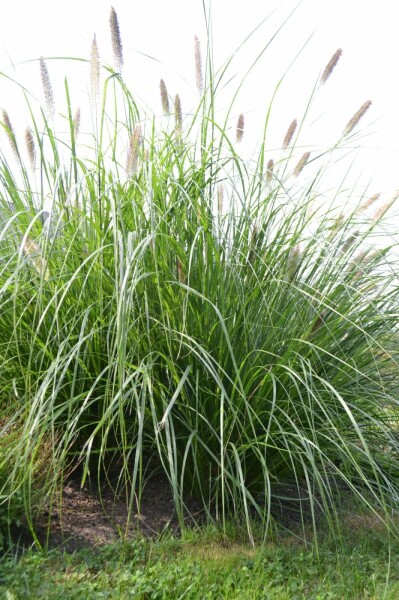 Pennisetum alopecuroides 'Magic'