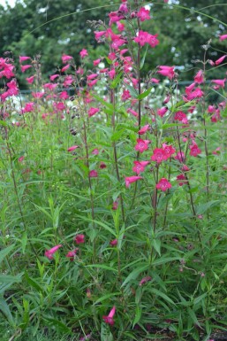 Penstemon 'Andenken an F. Hahn'