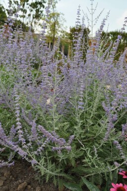 Perovskia atriplicifolia 'Blue Spire' Afghanperovskia 5-10 i kruka P9