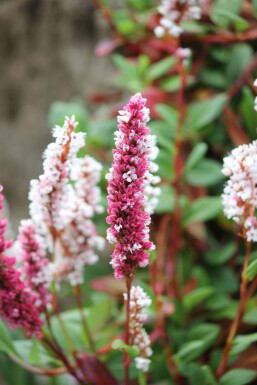 Persicaria affinis 'Darjeeling Red' Bergormrot 5-10 i kruka P9