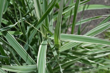 Phalaris arundinacea 'Picta'