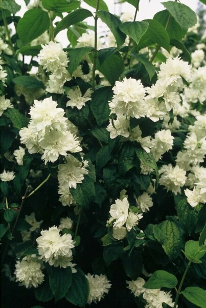 Philadelphus 'Virginal'