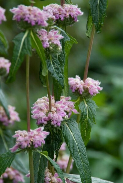 Phlomis tuberosa