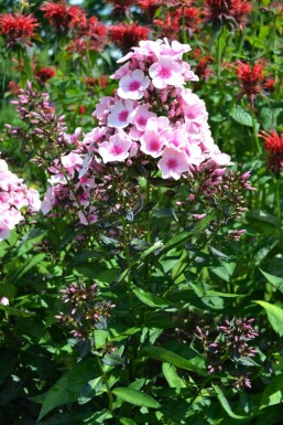 Phlox paniculata 'Bright Eyes'