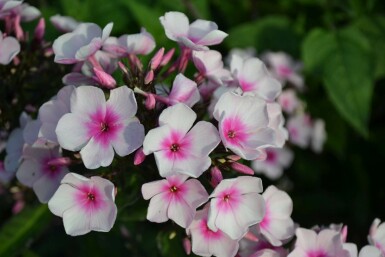 Phlox paniculata 'Bright Eyes'