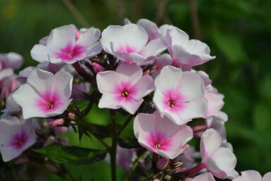 Phlox paniculata 'Bright Eyes'