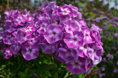 Phlox paniculata 'Laura'