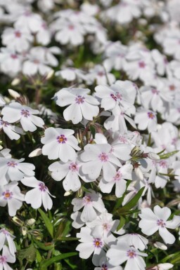 Phlox subulata 'Amazing Grace' Mossflox 5-10 i kruka P9