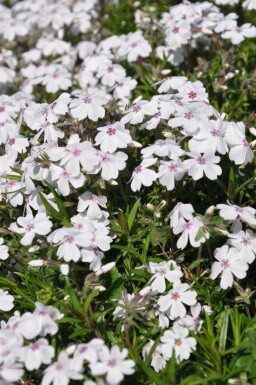 Phlox subulata 'Amazing Grace' Mossflox 5-10 i kruka P9