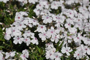 Phlox subulata 'Amazing Grace' Mossflox 5-10 i kruka P9