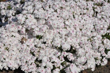 Phlox subulata 'Amazing Grace' Mossflox 5-10 i kruka P9