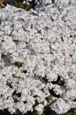 Phlox subulata 'Amazing Grace' Mossflox 5-10 i kruka P9