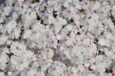 Phlox subulata 'Amazing Grace' Mossflox 5-10 i kruka P9