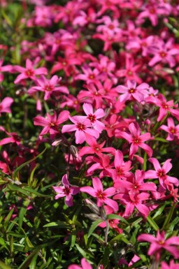 Phlox subulata 'Atropurpurea' Mossflox 5-10 i kruka P9