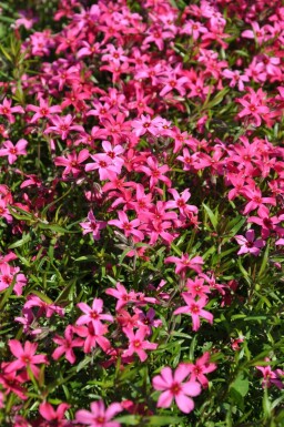 Phlox subulata 'Atropurpurea' Mossflox 5-10 i kruka P9