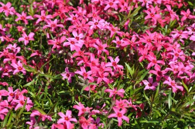 Phlox subulata 'Atropurpurea' Mossflox 5-10 i kruka P9