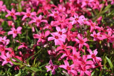 Phlox subulata 'Atropurpurea' Mossflox 5-10 i kruka P9