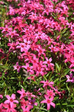 Phlox subulata 'Atropurpurea' Mossflox 5-10 i kruka P9