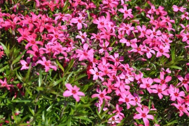 Phlox subulata 'Atropurpurea' Mossflox 5-10 i kruka P9