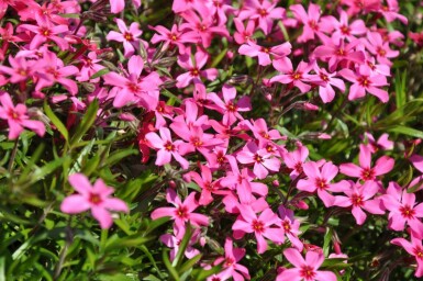 Phlox subulata 'Atropurpurea' Mossflox 5-10 i kruka P9