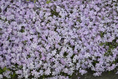 Phlox subulata 'Emerald Cushion Blue'