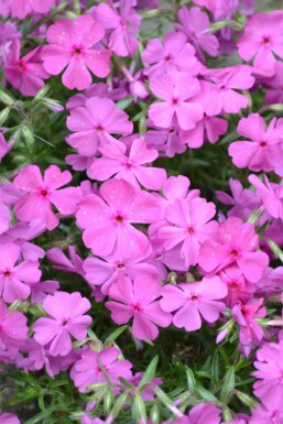 Phlox subulata 'Mac Daniel's Cushion' Mossflox 5-10 i kruka P9