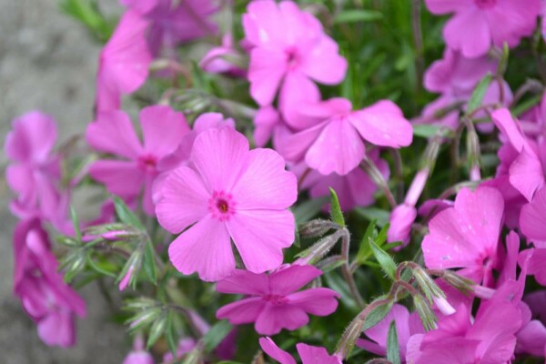 Phlox subulata 'Mac Daniel's Cushion'